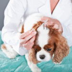 acupuntura veterinaria